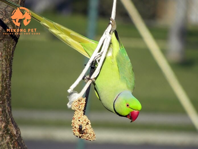 Tìm Hiểu Về Vẹt Ringneck: Loài Vẹt Thông Minh Và Đáng Yêu